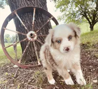 Archie, a male Miniature Australian Shepherd for sale in Morehead, KY – Photo 5 of 10