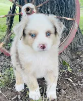 Archie, a male Miniature Australian Shepherd for sale in Morehead, KY – Photo 8 of 10