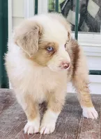 Archie, a male Miniature Australian Shepherd for sale in Morehead, KY – Photo 2 of 10