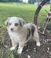 Archie, a male Miniature Australian Shepherd for sale in Morehead, KY – Photo 10 of 10
