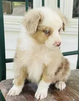 Archie, a male Miniature Australian Shepherd for sale in Morehead, KY – Photo 7 of 10