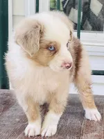 Archie, a male Miniature Australian Shepherd for sale in Morehead, KY – Photo 3 of 10