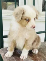 Archie, a male Miniature Australian Shepherd for sale in Morehead, KY – Photo 4 of 10