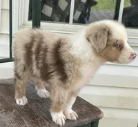 Archie, a male Miniature Australian Shepherd for sale in Morehead, KY – Photo 6 of 10