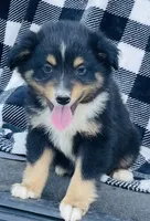 TOBY, a male Miniature Australian Shepherd for sale in Morehead, KY – Photo 7 of 10