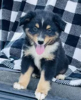 TOBY, a male Miniature Australian Shepherd for sale in Morehead, KY – Photo 8 of 10