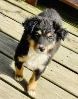TOBY, a male Miniature Australian Shepherd for sale in Morehead, KY – Photo 2 of 10