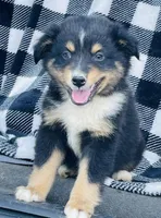 TOBY, a male Miniature Australian Shepherd for sale in Morehead, KY – Photo 6 of 10