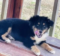 TOBY, a male Miniature Australian Shepherd for sale in Morehead, KY – Photo 3 of 10