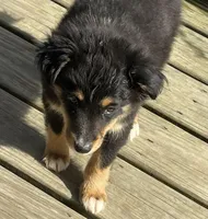 TOBY, a male Miniature Australian Shepherd for sale in Morehead, KY – Photo 5 of 10