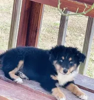 TOBY, a male Miniature Australian Shepherd for sale in Morehead, KY – Photo 4 of 10