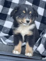 TOBY, a male Miniature Australian Shepherd for sale in Morehead, KY – Photo 9 of 10