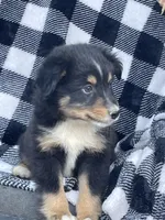 TOBY, a male Miniature Australian Shepherd for sale in Morehead, KY – Photo 10 of 10