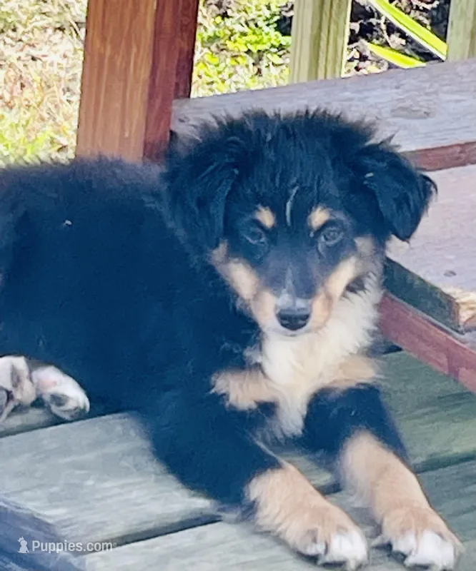 TOBY, a male Miniature Australian Shepherd for sale in Morehead, KY – Photo 1 of 10