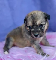 TILLY, a female Pembroke Welsh Corgi for sale in Morehead, KY – Photo 2 of 5
