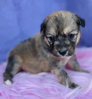 TILLY, a female Pembroke Welsh Corgi for sale in Morehead, KY – Photo 4 of 5