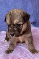 TILLY, a female Pembroke Welsh Corgi for sale in Morehead, KY – Photo 3 of 5