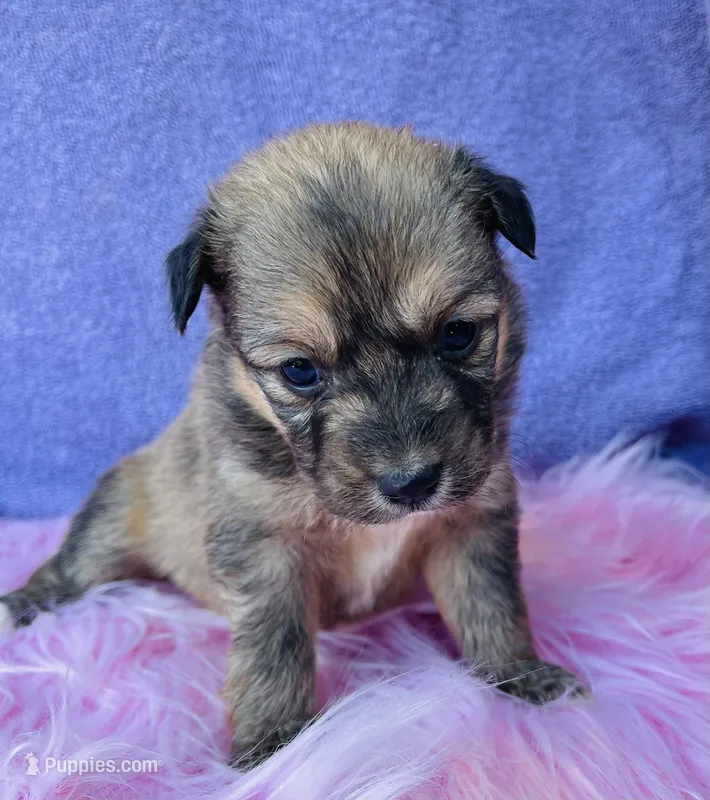 TILLY, a female Pembroke Welsh Corgi for sale in Morehead, KY – Photo 1 of 5