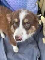 Brody, a male Miniature Australian Shepherd for sale in Morehead, KY – Photo 6 of 10