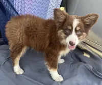 Brody, a male Miniature Australian Shepherd for sale in Morehead, KY – Photo 3 of 10