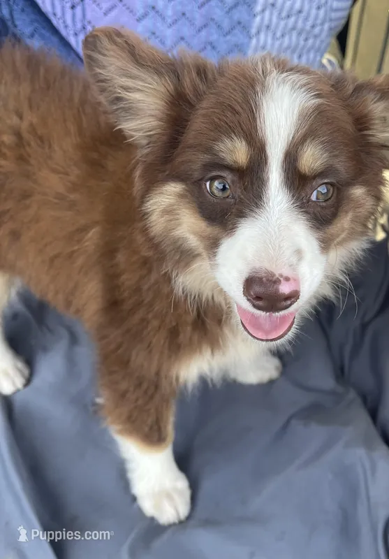 Brody, a male Miniature Australian Shepherd for sale in Morehead, KY – Photo 1 of 10