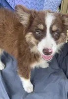 Brody, a male Miniature Australian Shepherd for sale in Morehead, KY – Photo 1 of 10