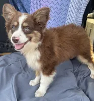 Brody, a male Miniature Australian Shepherd for sale in Morehead, KY – Photo 8 of 10