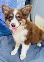 Brody, a male Miniature Australian Shepherd for sale in Morehead, KY – Photo 9 of 10
