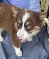 Brody, a male Miniature Australian Shepherd for sale in Morehead, KY – Photo 2 of 10