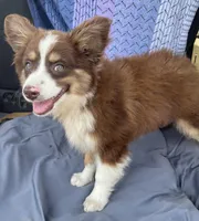 Brody, a male Miniature Australian Shepherd for sale in Morehead, KY – Photo 5 of 10