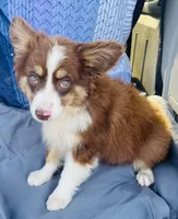 Brody, a male Miniature Australian Shepherd for sale in Morehead, KY – Photo 7 of 10