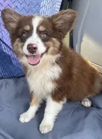 Brody, a male Miniature Australian Shepherd for sale in Morehead, KY – Photo 4 of 10