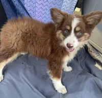 Brody, a male Miniature Australian Shepherd for sale in Morehead, KY – Photo 10 of 10