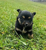 Bear, a male Pembroke Welsh Corgi and Toy Australian Shepherd for sale in Morehead, KY – Photo 7 of 9
