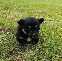 Bear, a male Pembroke Welsh Corgi and Toy Australian Shepherd for sale in Morehead, KY – Photo 3 of 9