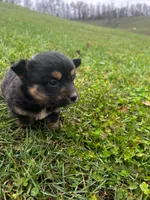 Bear, a male Pembroke Welsh Corgi and Toy Australian Shepherd for sale in Morehead, KY – Photo 8 of 9