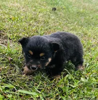Bear, a male Pembroke Welsh Corgi and Toy Australian Shepherd for sale in Morehead, KY – Photo 4 of 9