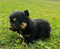 Bear, a male Pembroke Welsh Corgi and Toy Australian Shepherd for sale in Morehead, KY – Photo 5 of 9