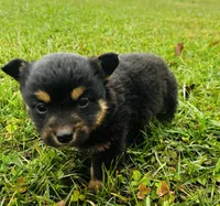 Bear, a male Pembroke Welsh Corgi and Toy Australian Shepherd for sale in Morehead, KY – Photo 6 of 9