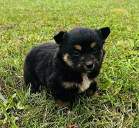 Bear, a male Pembroke Welsh Corgi and Toy Australian Shepherd for sale in Morehead, KY – Photo 9 of 9