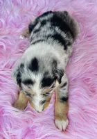Cassie, a female Miniature Australian Shepherd for sale in Morehead, KY – Photo 8 of 10