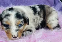 Cassie, a female Miniature Australian Shepherd for sale in Morehead, KY – Photo 10 of 10