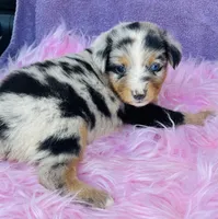 Cassie, a female Miniature Australian Shepherd for sale in Morehead, KY – Photo 5 of 10