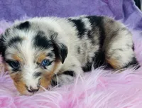 Cassie, a female Miniature Australian Shepherd for sale in Morehead, KY – Photo 2 of 10