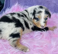 Cassie, a female Miniature Australian Shepherd for sale in Morehead, KY – Photo 6 of 10