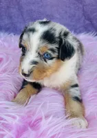 Cassie, a female Miniature Australian Shepherd for sale in Morehead, KY – Photo 3 of 10