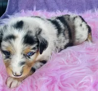 Cassie, a female Miniature Australian Shepherd for sale in Morehead, KY – Photo 7 of 10