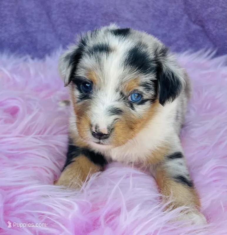 Cassie, a female Miniature Australian Shepherd for sale in Morehead, KY – Photo 1 of 10