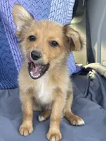 Barbie, a female Pembroke Welsh Corgi and Miniature Australian Shepherd for sale in Morehead, KY – Photo 8 of 10