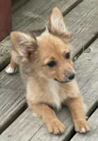 Barbie, a female Pembroke Welsh Corgi and Miniature Australian Shepherd for sale in Morehead, KY – Photo 1 of 10